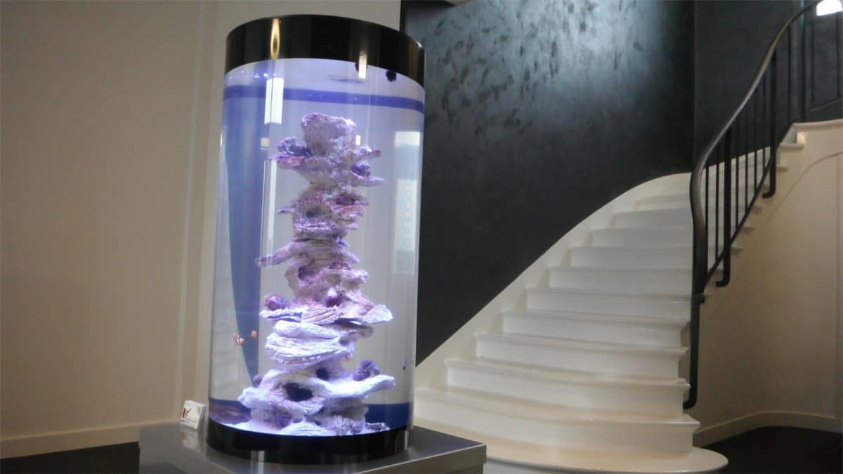 Aquarium cylindre, cabinet comptable à Angers