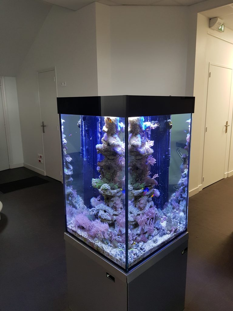 Aquarium récifal sur-mesure, 350L dans un cabinet comptable à Angers
