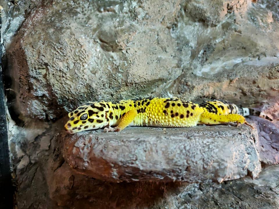 Lézard Gecko léopard Eublepharis macularius à Nantes