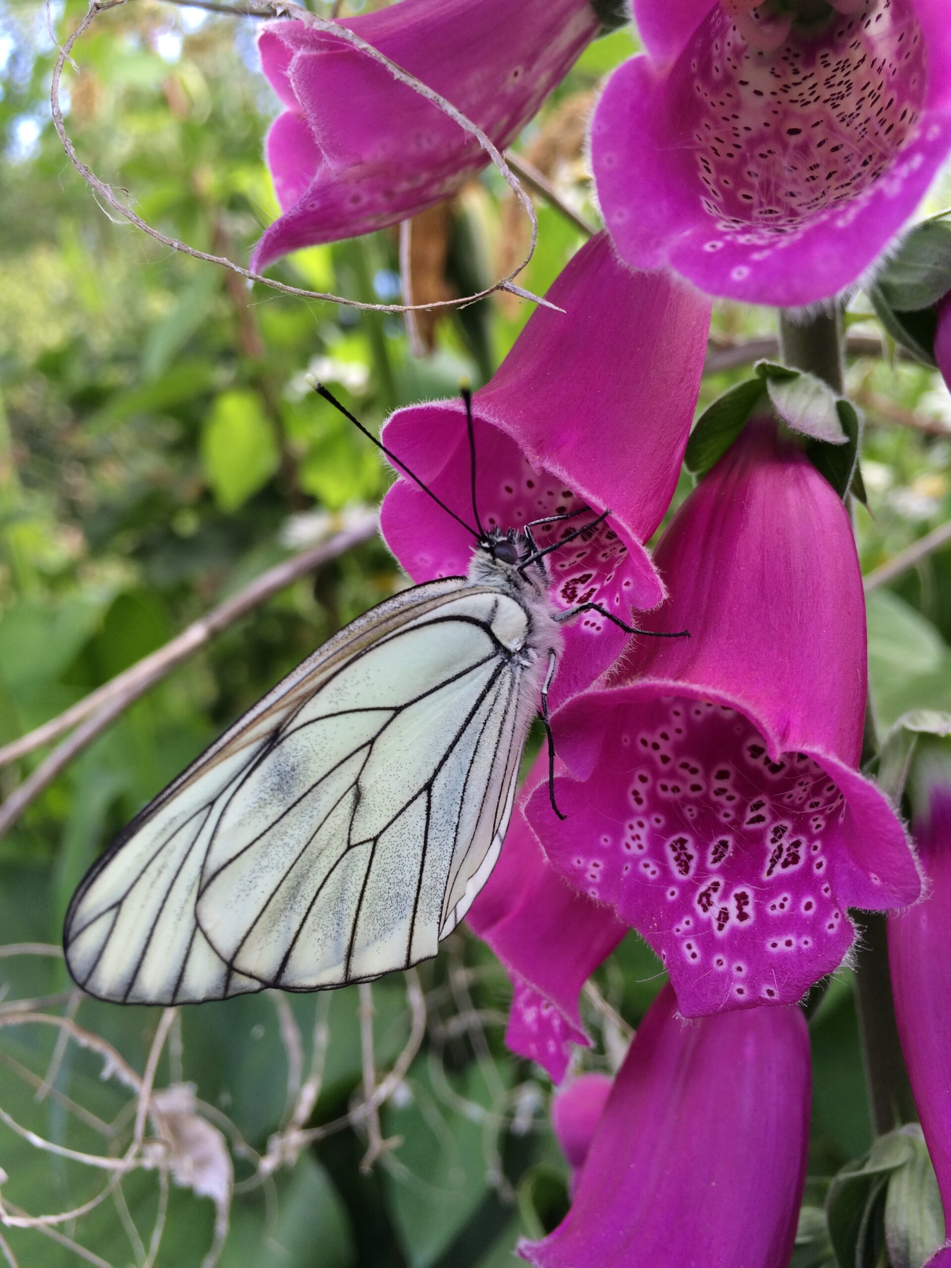 Papillon