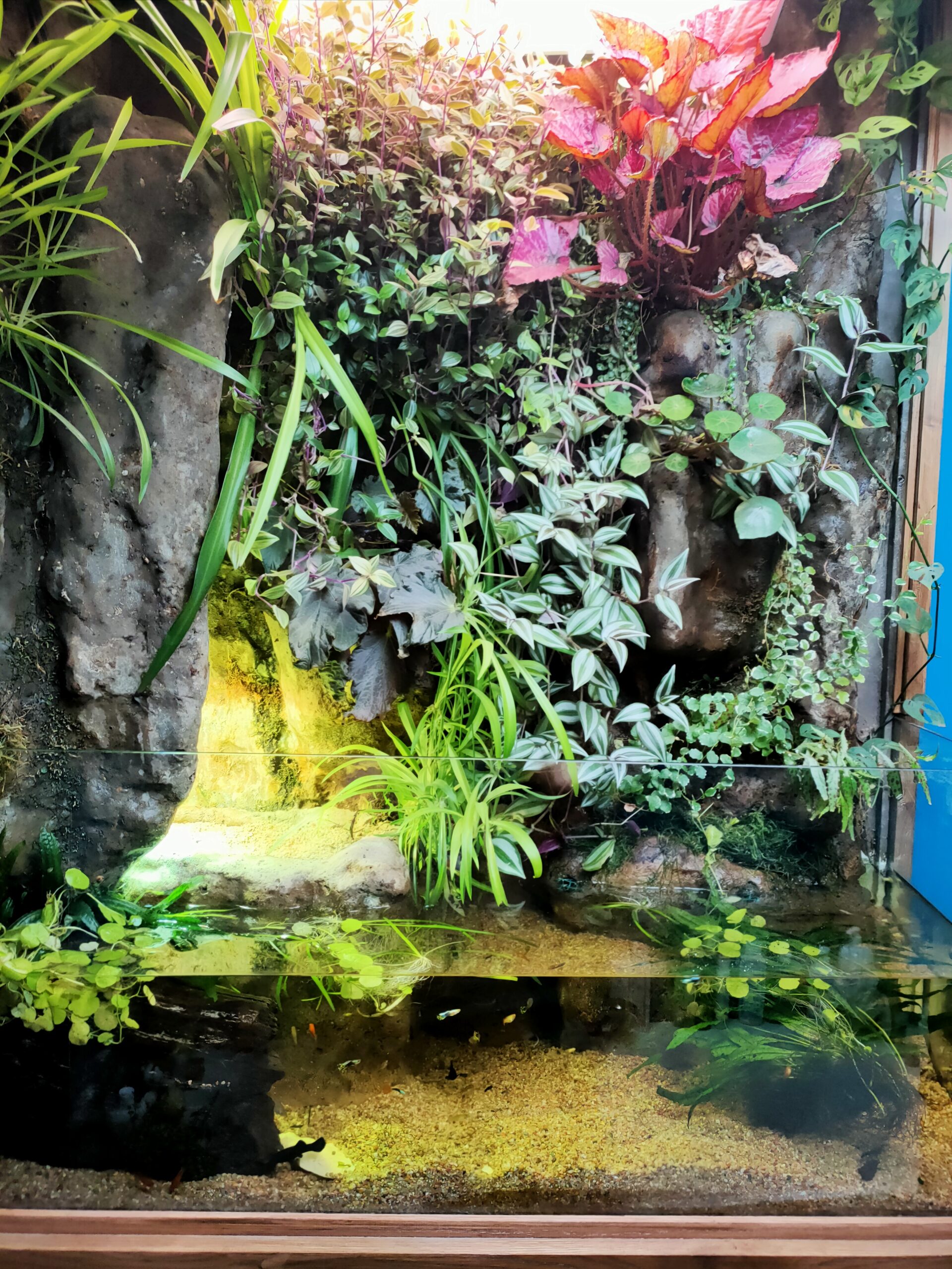 Aquaterrarium avec décor sur mesures pour tortues à Nantes
