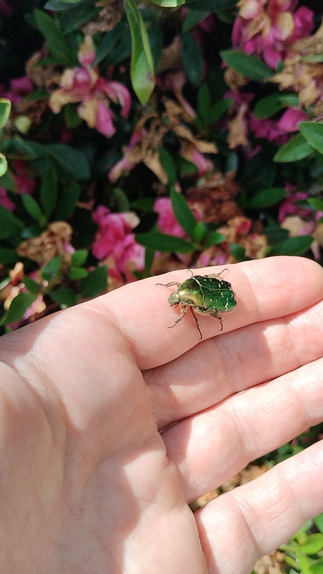 Cétoine