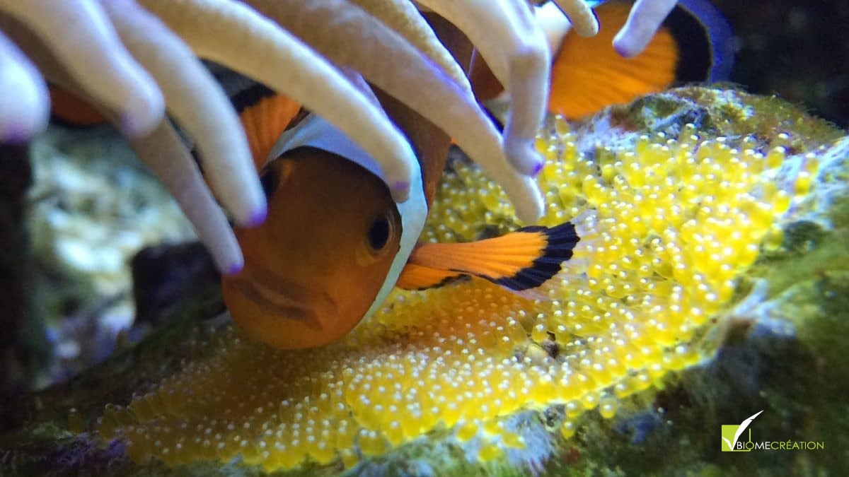Réalisation aquarium